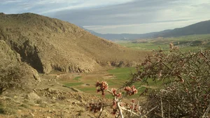 بن(حمومی)