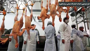 کشتارگاه قزوین مرغ