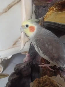 پت شاپ لانژوپت