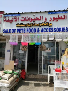 بيع الطيور