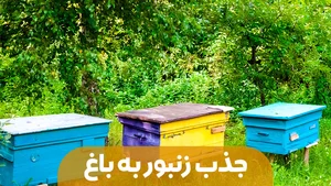 عسل اردیبهشت