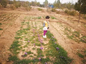 عنادل، باغ رنجبری