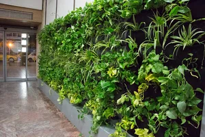 دیوارسبز شرکت گل آویز شعبه رشت
