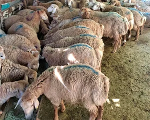 مرکز خرید دام زنده گوسفند زنده 2