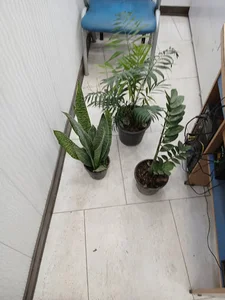 گلخانه دیفن باخیا قائمشهر شعبه۱