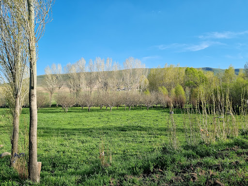 بویک یر