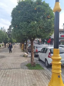 پارک شهرداری نوشهر 4