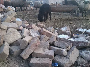 دامداری یزدان و مهدی