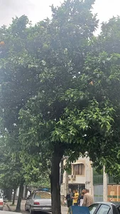 پارک