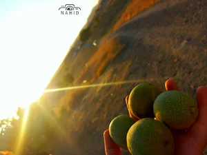 کهریزه محمودآباد