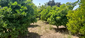 باغ گل نرگس