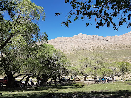 باغ ضرغامی