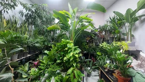 گل و گیاه ملین برگینه