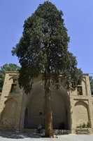 سرو - ویکی‌پدیا، دانشنامهٔ آزاد