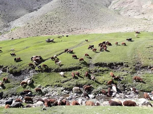 چشمه نهل