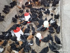 پرورش جوجه مرغ محلی میثم