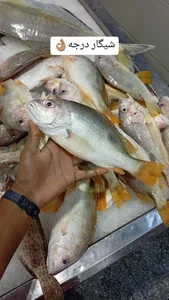 ماهی فروشی اولی نژاد 2