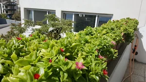گروه سرانی