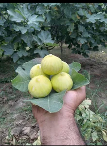 میوه فروشی دستچین
