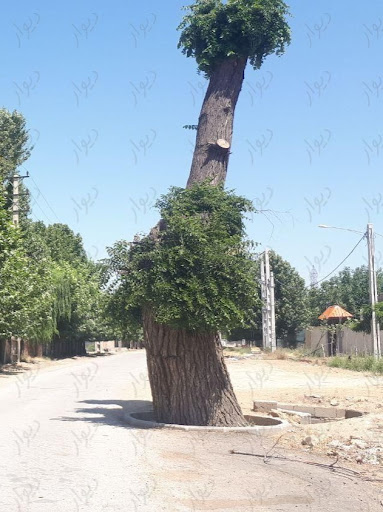 پیر درخت