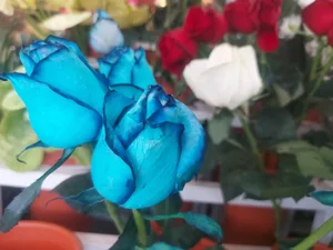 گلسرای پادینا 3