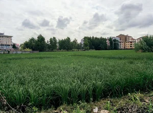 زمین‌های زراعی فخب
