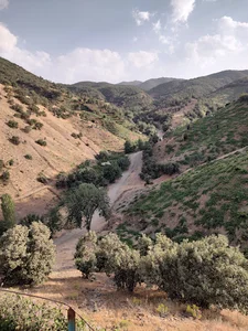 نی