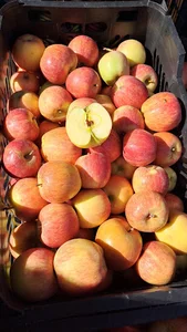 سوپر میوه باباحراج یزد