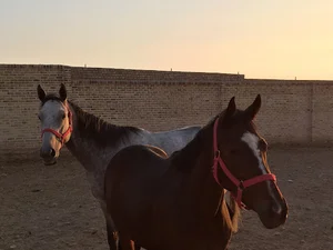 پرورش اسب گل مریم