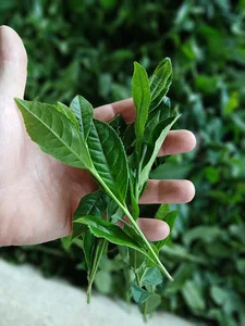 کارخانه چای بوته سبز خزر