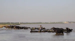 کلوچه پزی آفرینش