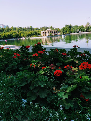 هوم هانی