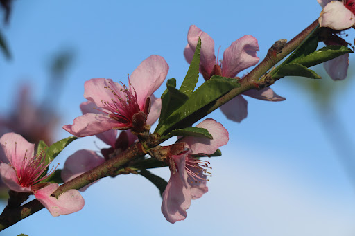 عکاسی ایران
