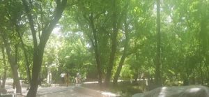 باغ گل نرگس 2