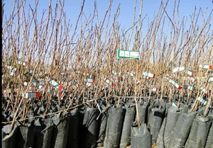 مرکز جهاد کشاورزی کوچصفهان