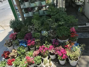 گل فروشی 4