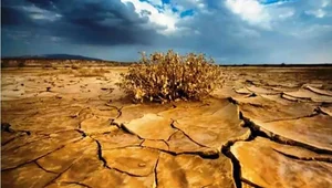 آب میوه سجاد