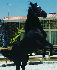 باشگاه اسب سلحشور