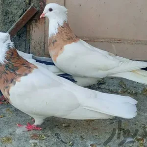 پرنده فروشی خلیج کوچولو