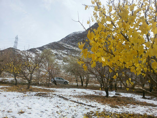 پارک جنگلی یادمان