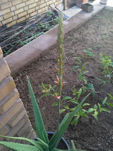 تاکسی سرویس مهزیار