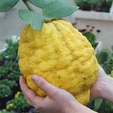 ترنج