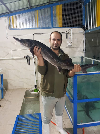 مرکز عرضه ماهی زنده