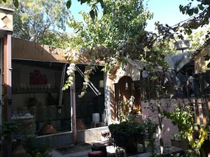 گلابگیری تابان