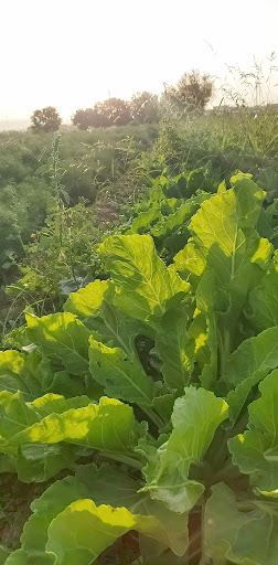 سبزی فروشی حاج عبدالله