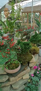 Mehsu_garden