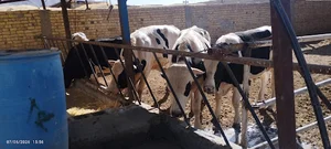 گاوداری جعفر فرهادی