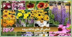 گل ج
