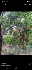 انارستان برادران حیدری