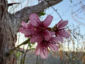 باغ عارف کیا